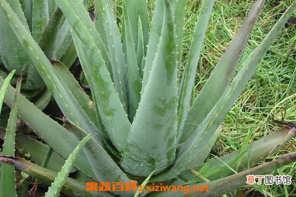 芦荟能直接涂在脸上吗 新鲜芦荟涂脸正确方法