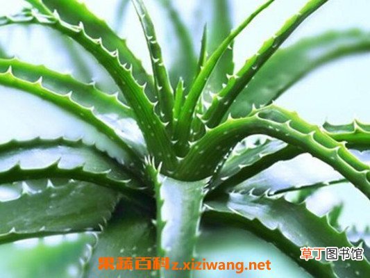 芦荟的功效与作用 芦荟的禁忌