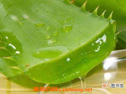 芦荟的功效与作用 芦荟的禁忌