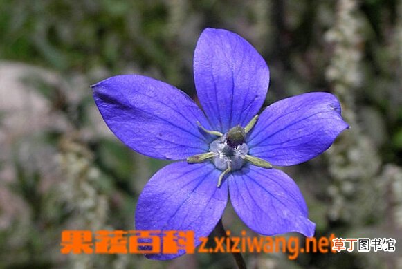 辐冠党参的功效与作用