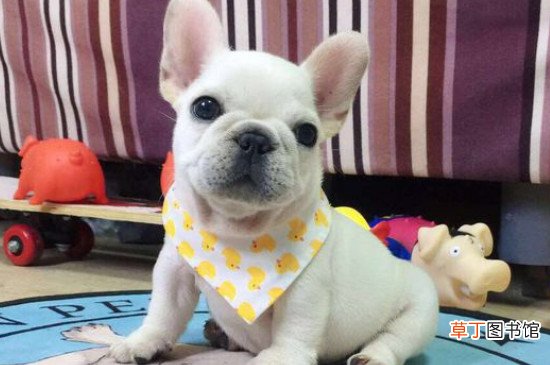 法斗鼻子干是什么原因，法斗鼻子特别干是正常的吗