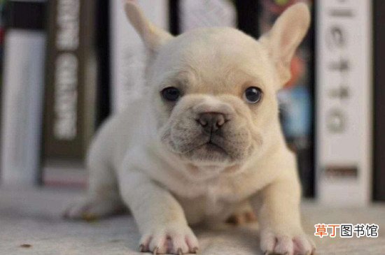 法斗多少度会冻死