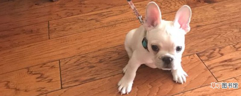 斗牛犬适合在笼子里养吗，斗牛犬关笼子养的危害