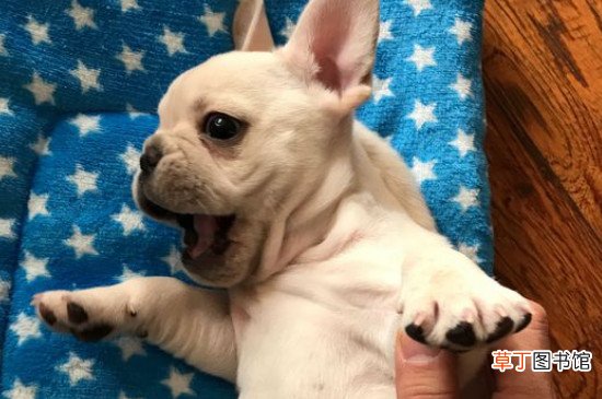 斗牛犬适合在笼子里养吗，斗牛犬关笼子养的危害