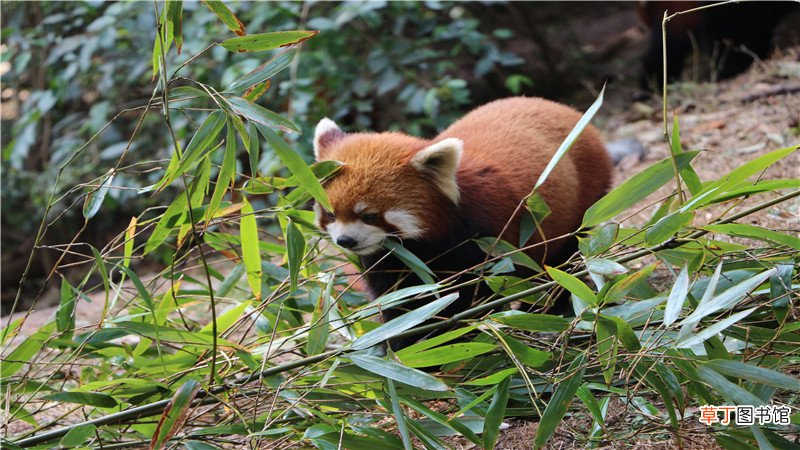 浣熊和小熊猫的区别