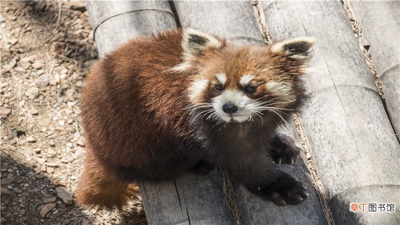 浣熊和小熊猫的区别