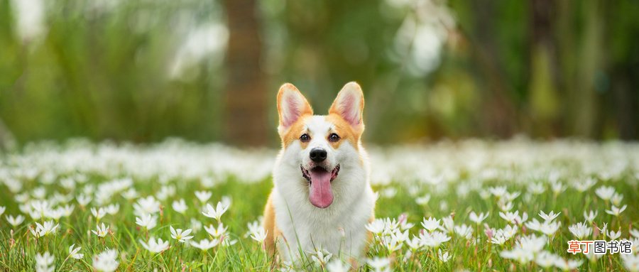 狗狗死了能埋葬吗