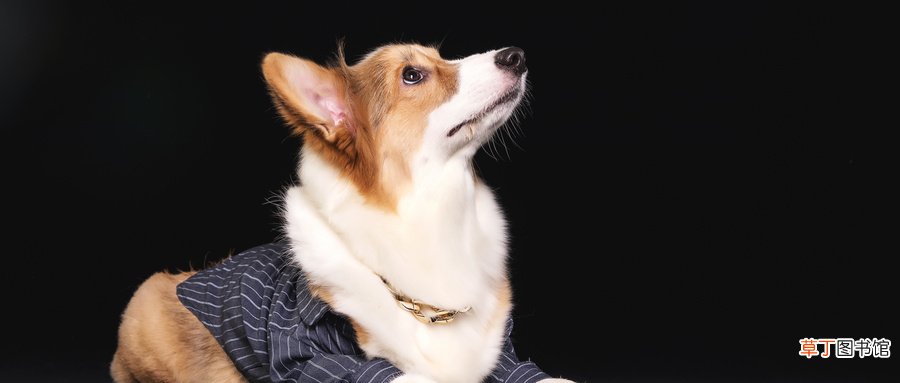 狗狗死了能埋葬吗