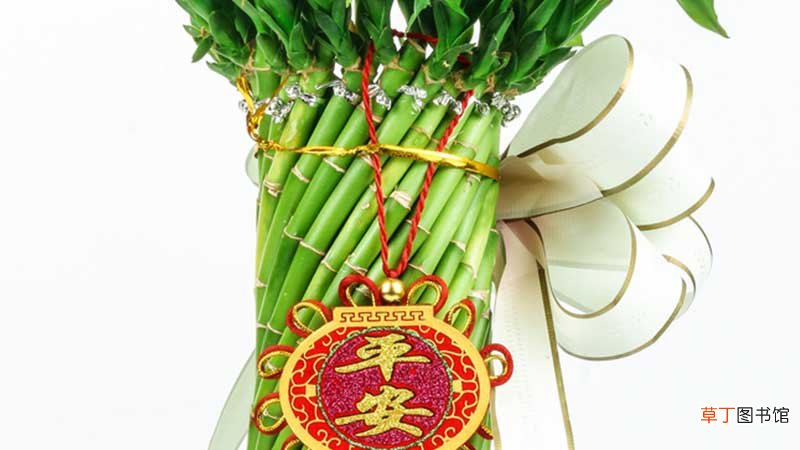 观音竹和富贵竹的区别