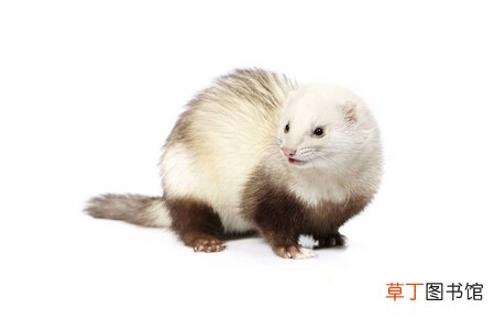 獾子是几级保护动物
