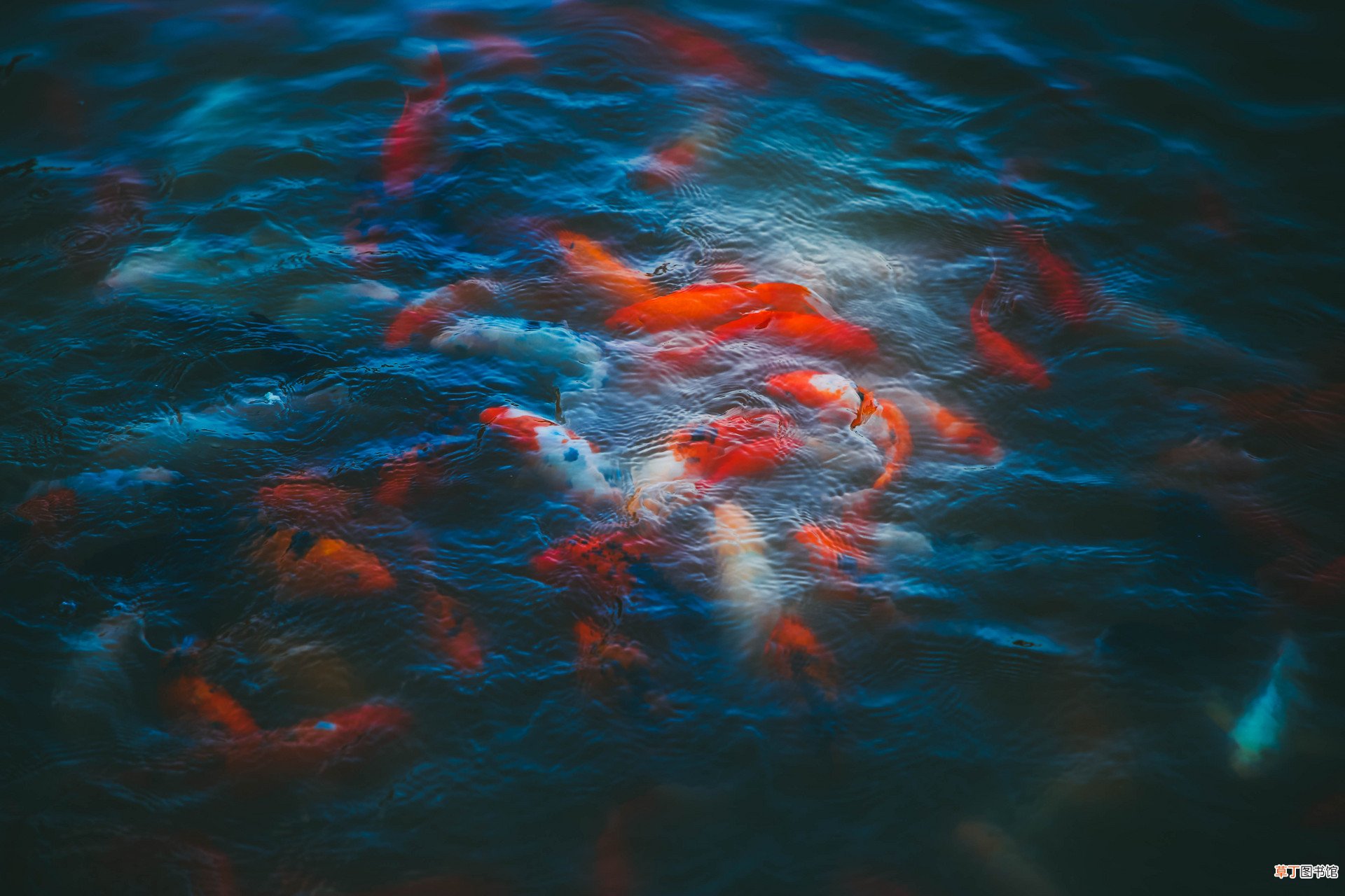 鲤鱼和鲫鱼的区别