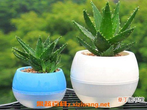 生吃芦荟的功效与作用 芦荟可以生吃吗