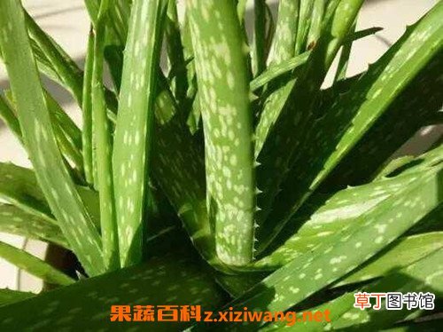 生吃芦荟的功效与作用 芦荟可以生吃吗