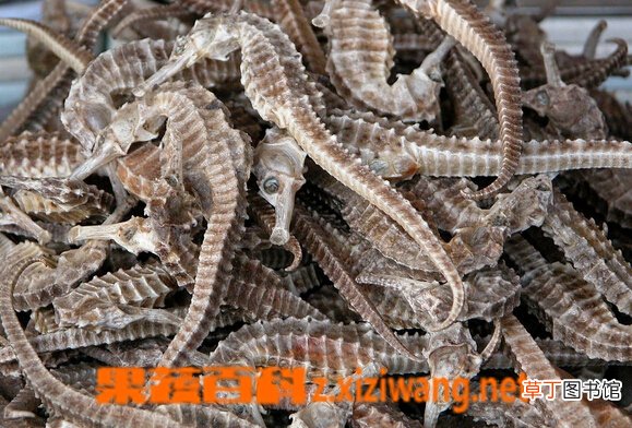 海马的功效与作用有哪些