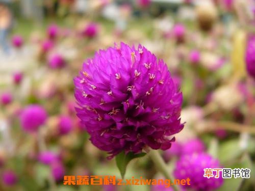 千日红怎么泡水喝 千日红泡水喝的功效与作用