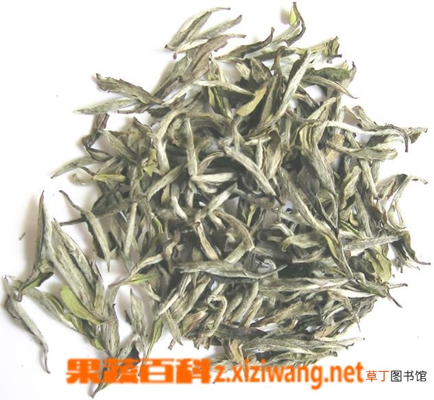 月光白茶的功效与作用