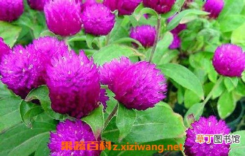 千日红和什么一起泡 什么人不能喝千日红