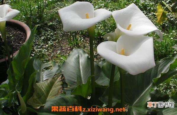 马蹄莲和海芋的区别
