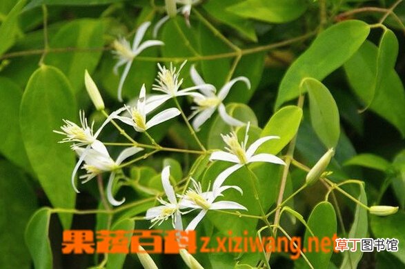 甘草功效与作用有哪些