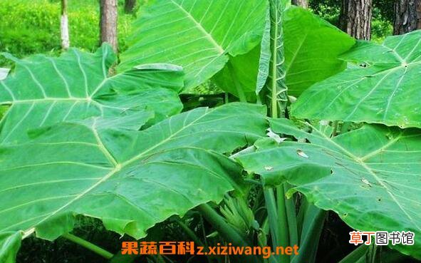 大野芋有毒吗 大野芋毒性如何解