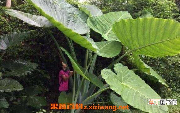 大野芋有毒吗 大野芋毒性如何解