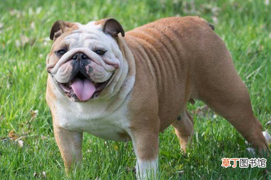 bulldog是什么狗