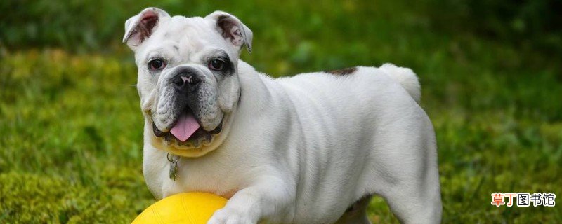bulldog是什么狗