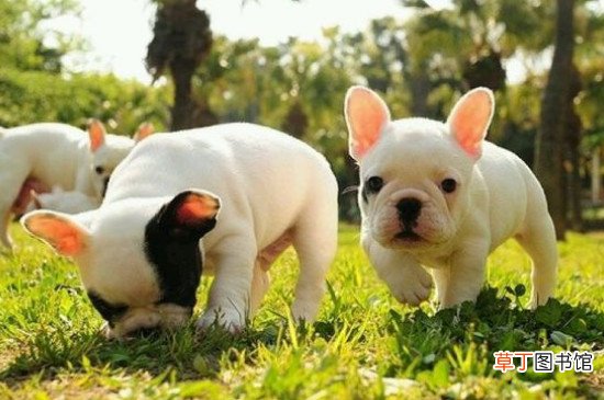 2个月的法斗喂几粒狗粮