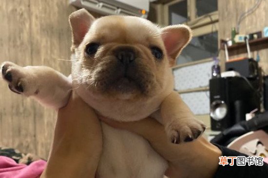 斗牛犬换主人好养吗