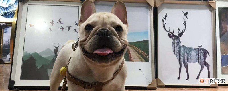 法牛犬好养吗
