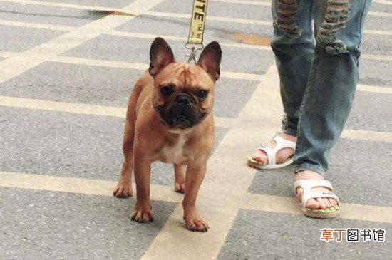 法牛犬好养吗