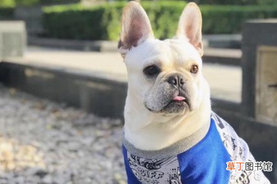 法牛犬好养吗