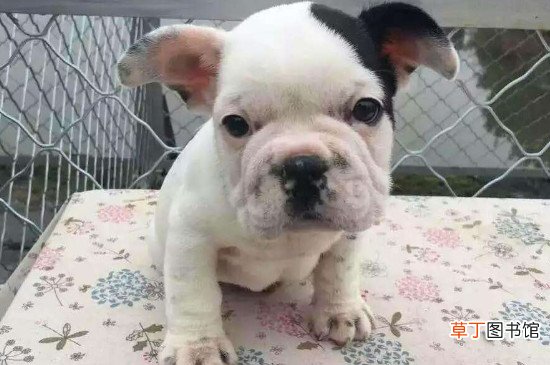 斗牛犬一天喂多少