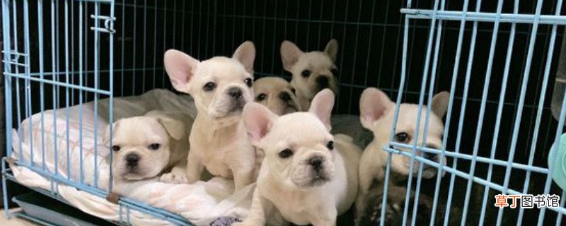斗牛犬一天喂多少