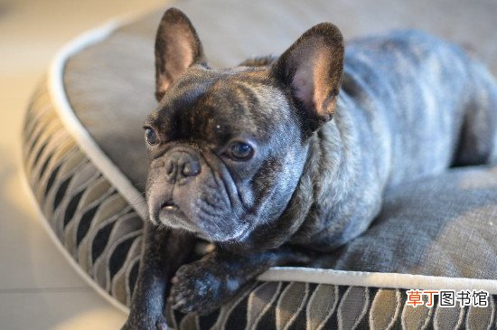 法斗好养吗