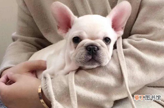 法国斗牛犬的优缺点