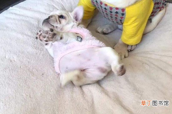 法斗为什么要剖腹产