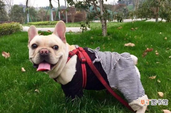 法斗喜欢被主人抱吗