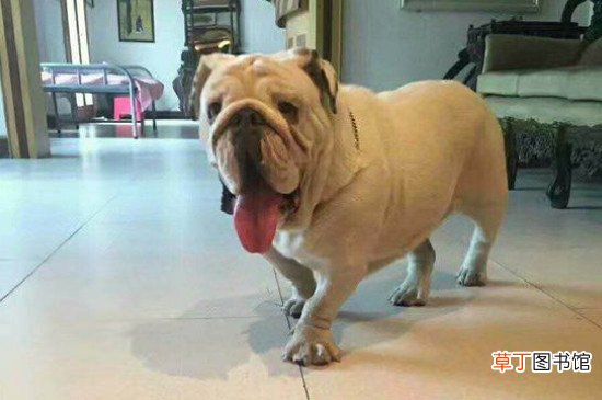 斗牛犬好养吗