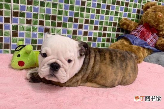 斗牛犬好养吗