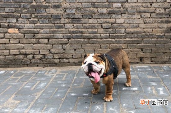 斗牛犬好养吗