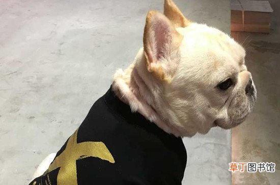 法斗呼吸急促像哮喘怎么回事