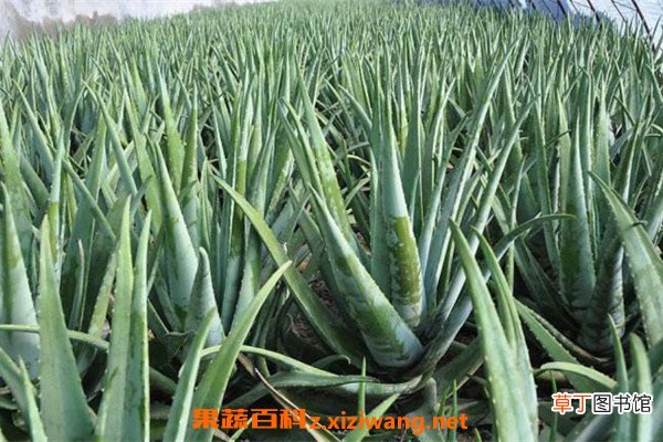 库拉索芦荟在家怎么养 养殖库拉索芦荟的技巧教程