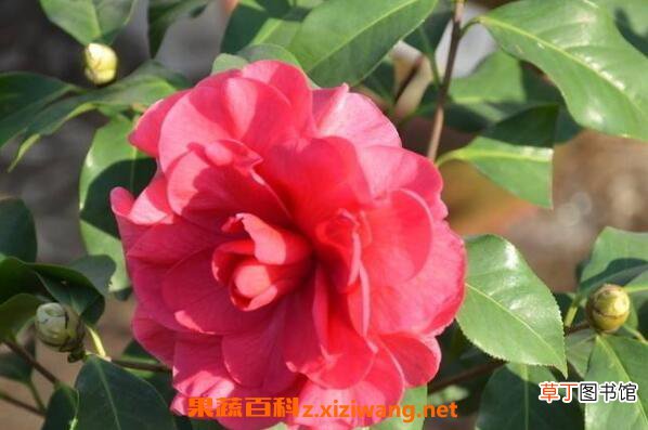 山茶花如何养殖 山茶花的养殖方法和注意事项