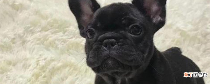 法斗怀孕初期有什么症状