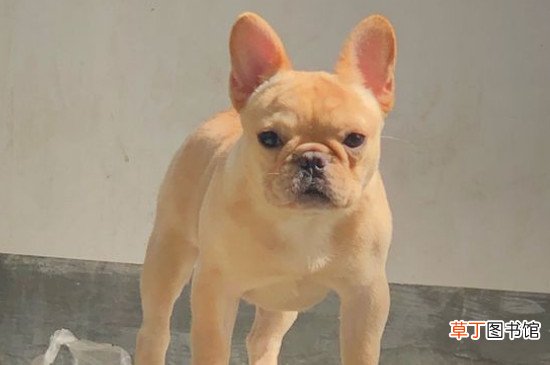 法斗怀孕初期有什么症状