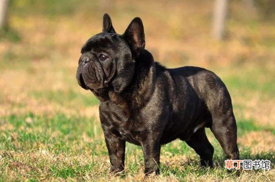 法牛犬价格什么颜色贵