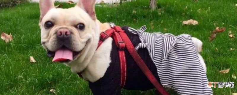 法斗犬什么时候不调皮