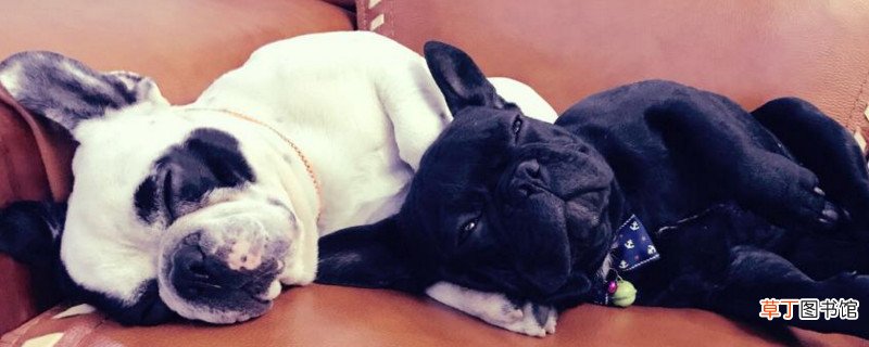 如何区分法斗是否正宗