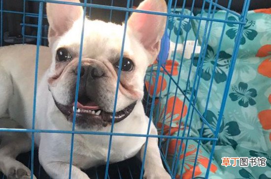 法斗犬多大可以配种